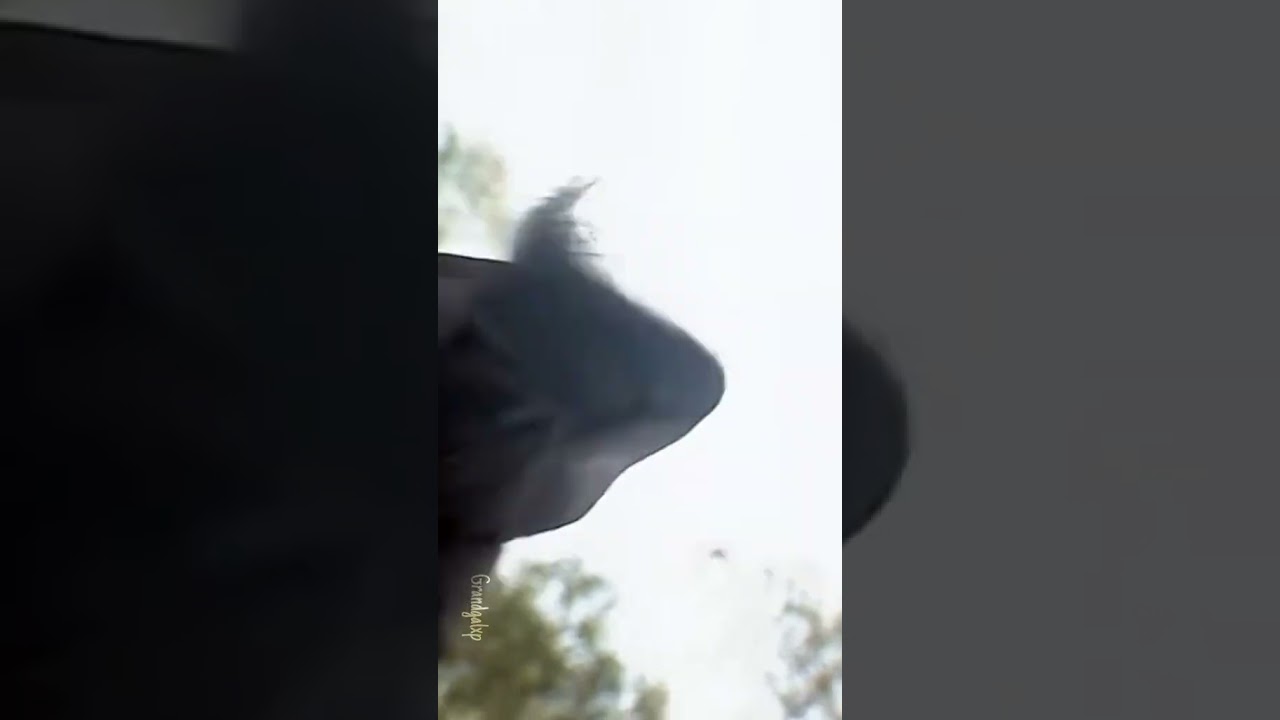 Lisa rend la liberter a diablo #grandgalop #lisa