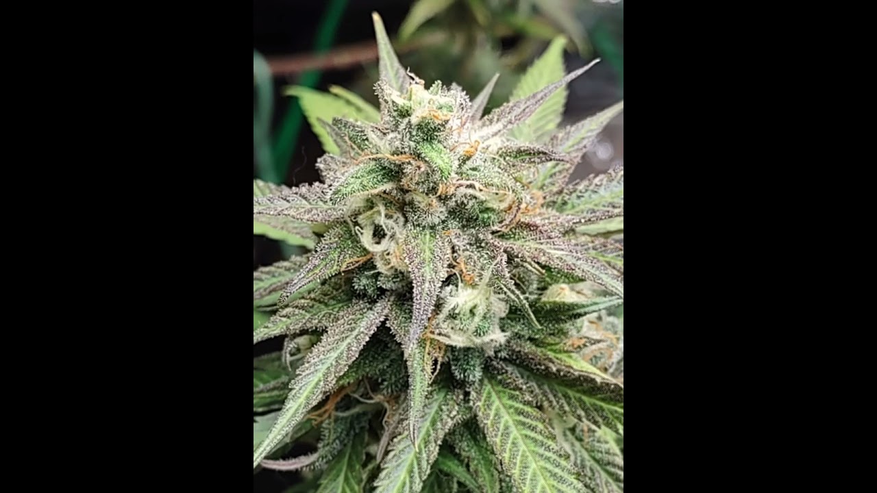 Grow your own.