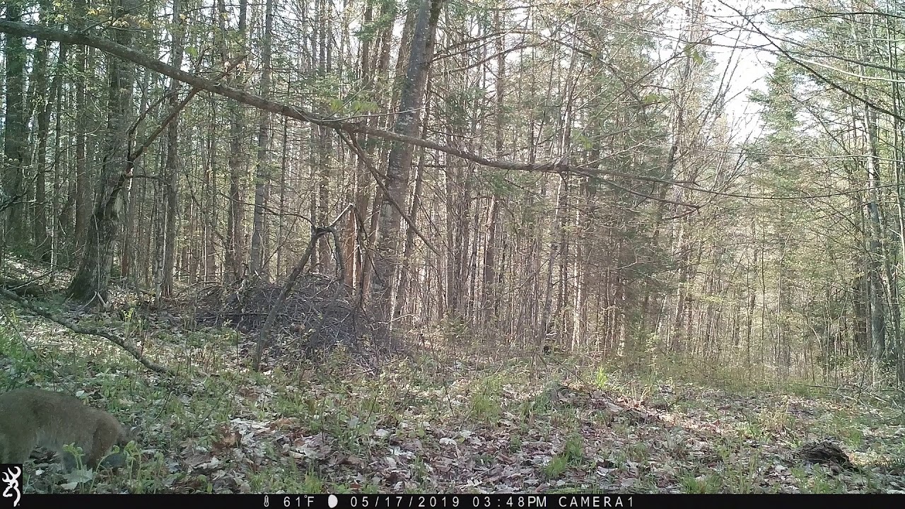 Bobcat catching a squirrel !
