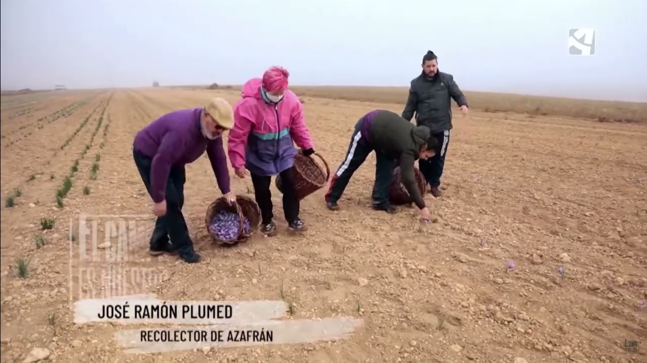 Los recolectores del Jiloca - Azafr&aacute;n
