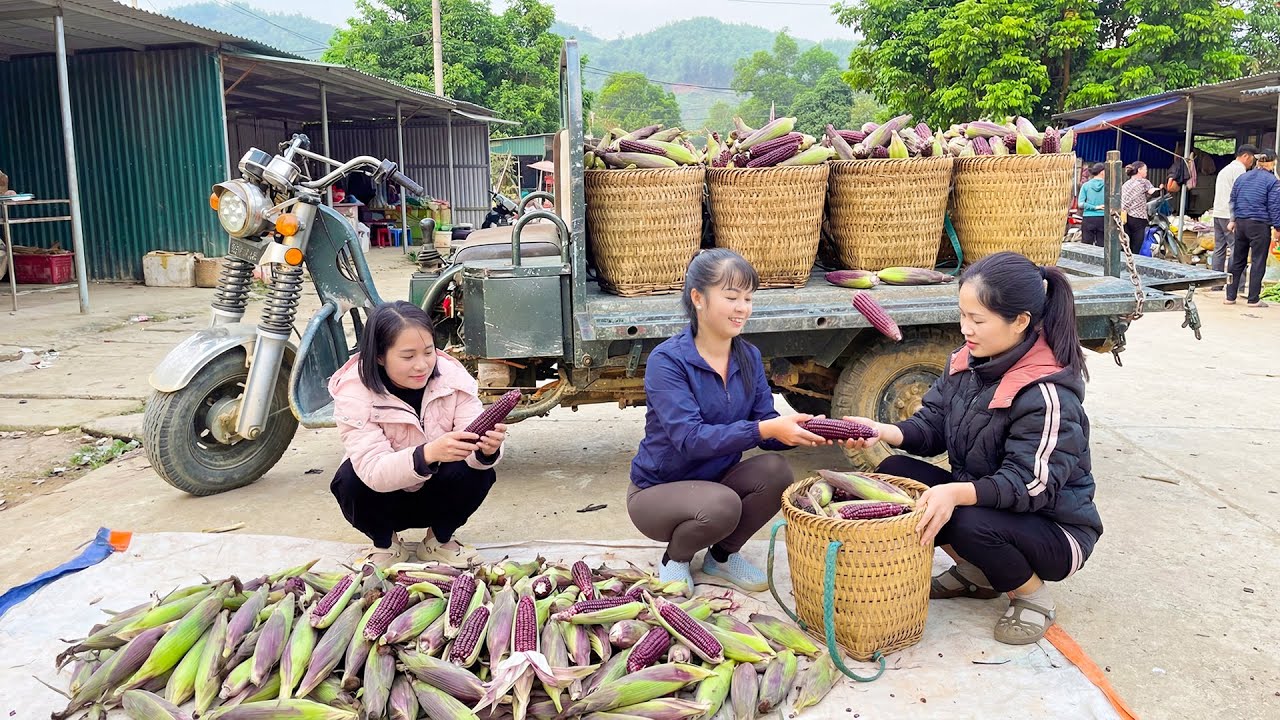 Harvesting 1000 Purple Corn, Use 3 Wheeled Truck To Transport Many Corn Go To Market Sell