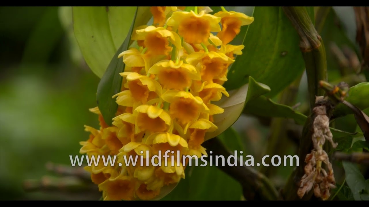 Dendrobium densiflorum, a Himalayan tree orchid flowers at wildfilmsindia botanical gardens in Delhi