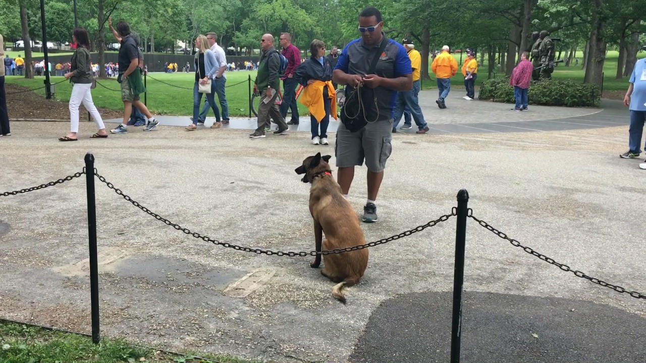 1-Year Old Malinois, Bane!  Malinois Dog Training  | Malinois Board and Train Program