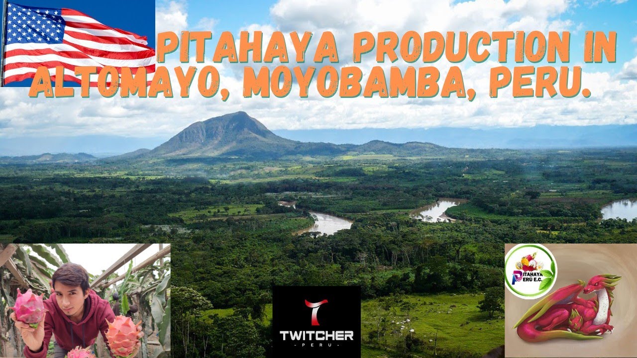 PITAHAYA production in Altomayo, Moyobamba, Peru🐉An American Delight😋Hacienda Campo Verde 🌻