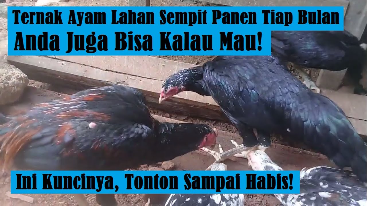Sukses Ternak Ayam Kampung Panen Tiap Bulan di Lahan Sempit | Pemula Wajib Tonton Sampai Selesai!