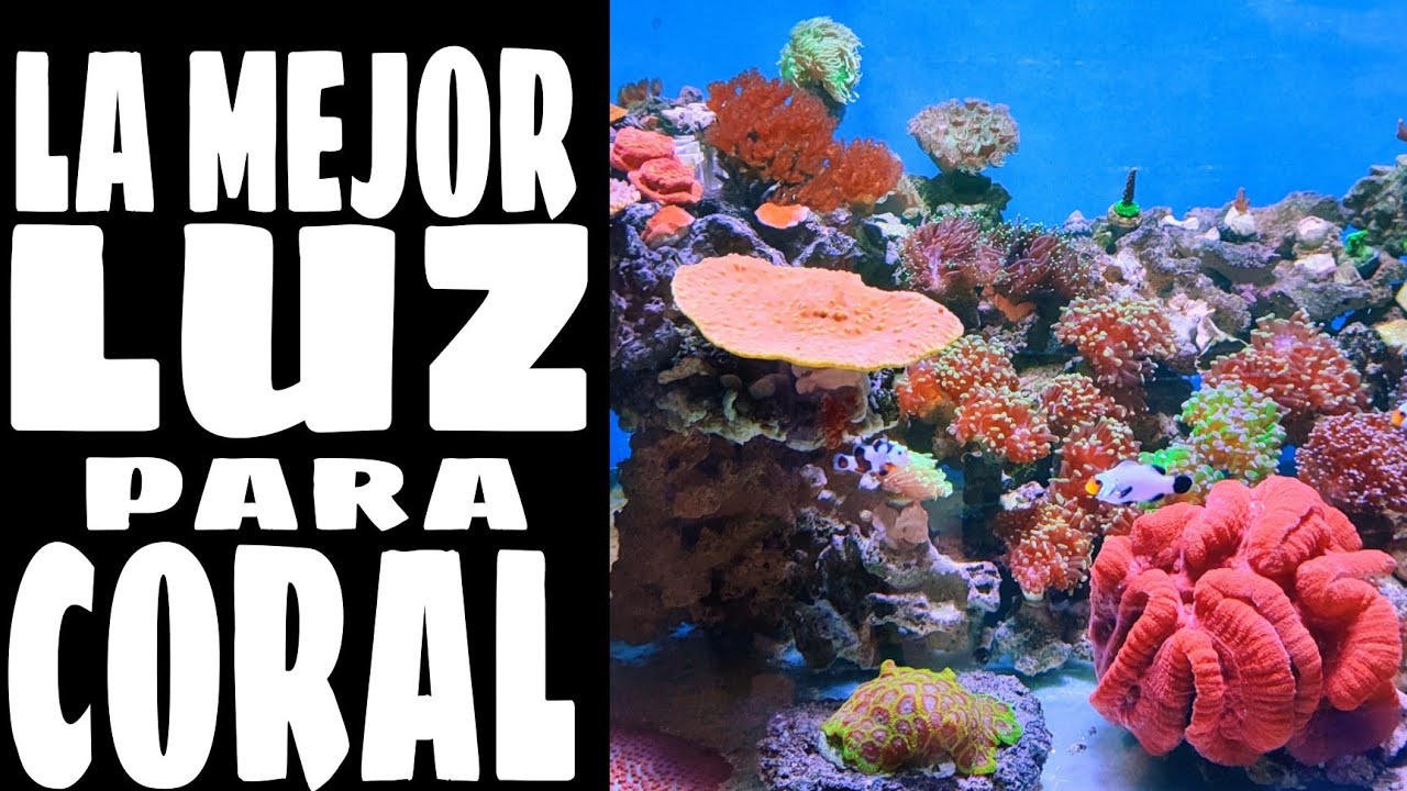 LA MEJOR LUZ PARA CORAL MARINO Y ANEMONAS