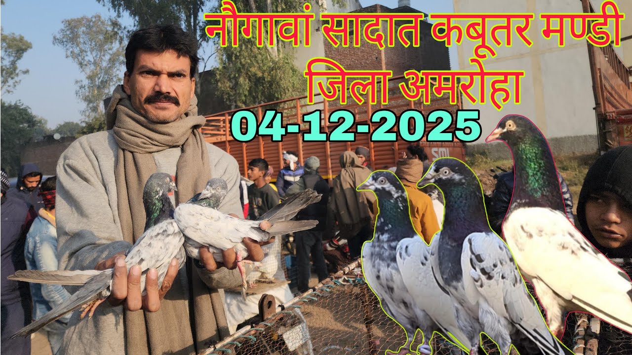 नौगावां सादात कबूतर मण्डी जिला अमरोहा उत्तर प्रदेश 04-12-2025. Nougawan sadat kabootar market.