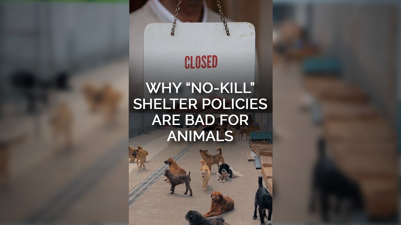 Why “No-Kill” Shelter Policies Are Bad for Animals 