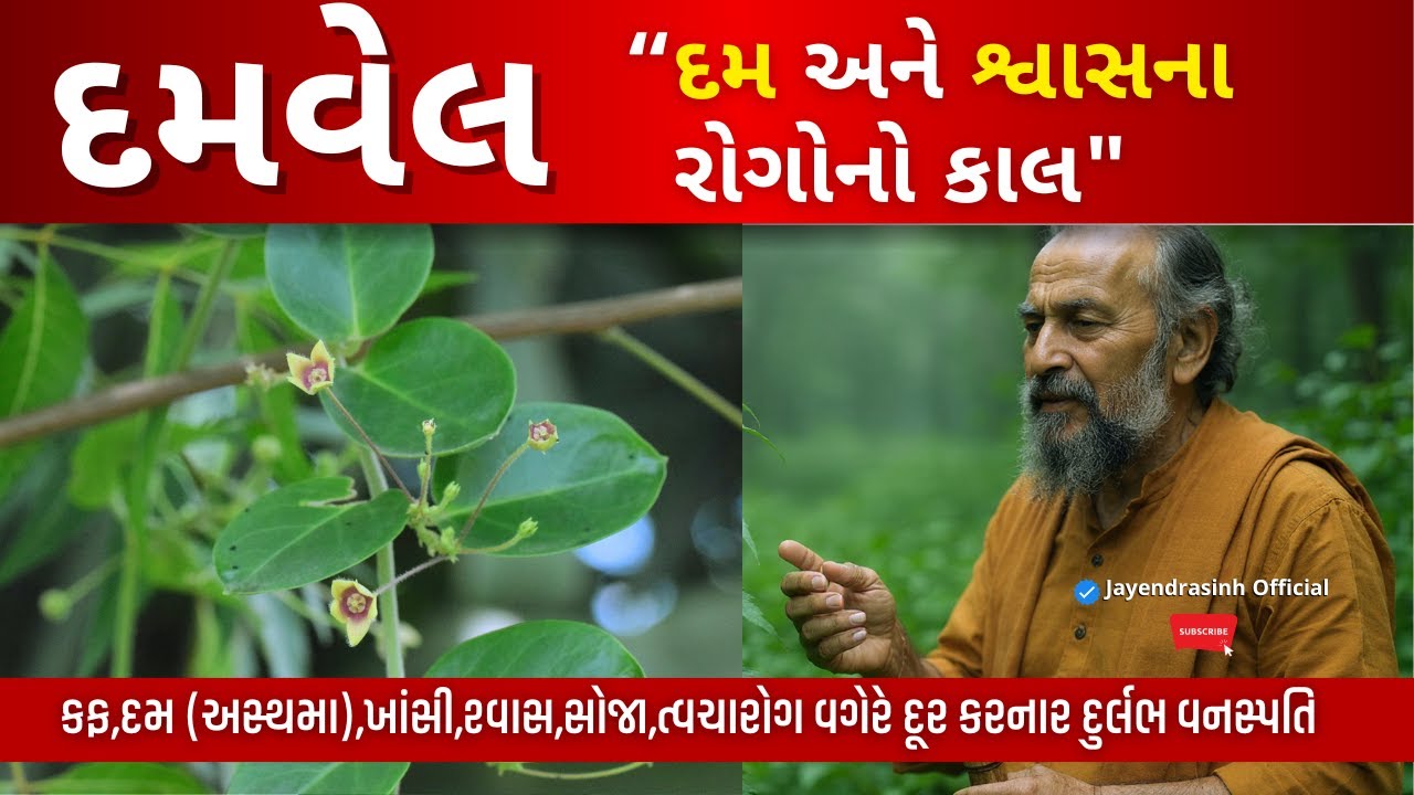 જૂના “દમ અને શ્વાસનારોગો વગેરે દૂર કરનાર દુર્લભ વનસ્પતિ ||Tylophora indica