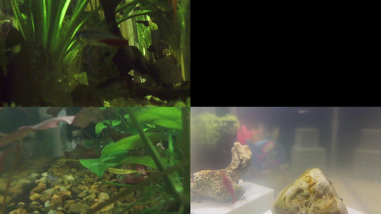 Community Aquarium and Crystal Red shirmp Live Feeds