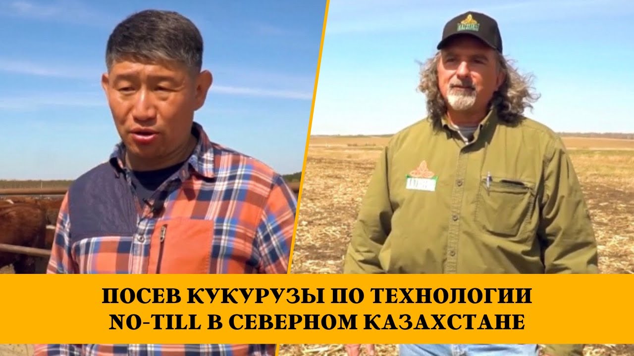 Посев кукурузы по технологии No-Till в Северном Казахстане