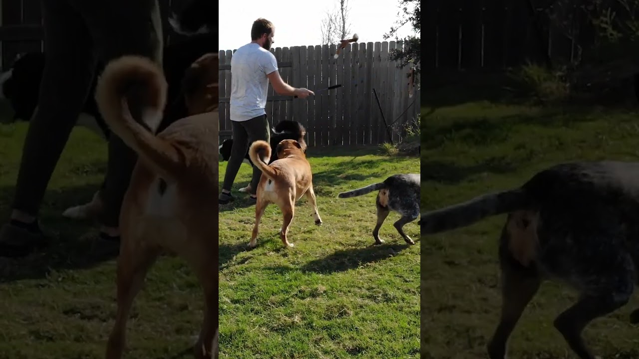 My dogs absolutely love Whimsy Stick! I love it too! 15 minutes and they're exhausted 🤪🥰🐕🐩 #doglover