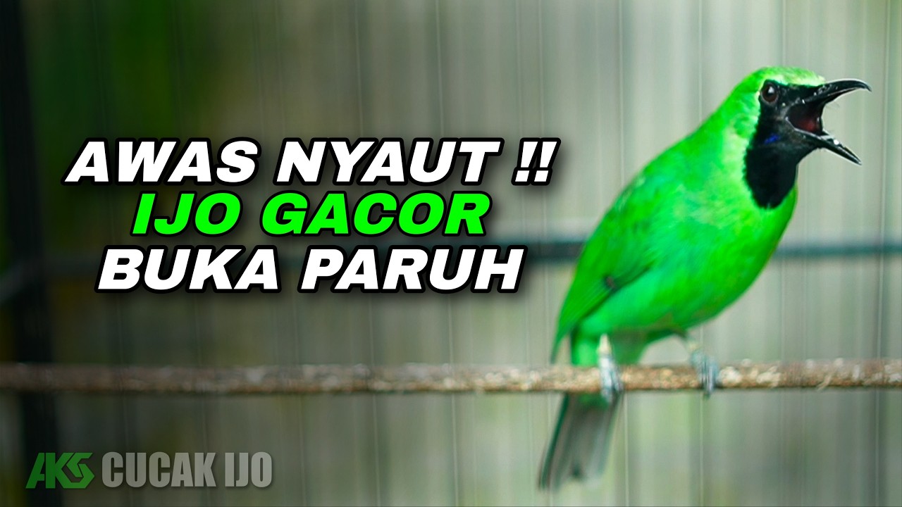PANCINGAN CUCAK IJO GACOR BUKA PARUH COCOK UNTUK MENAIKKAN EMOSI IJO LAWAN AGAR CEPAT JAMTROK