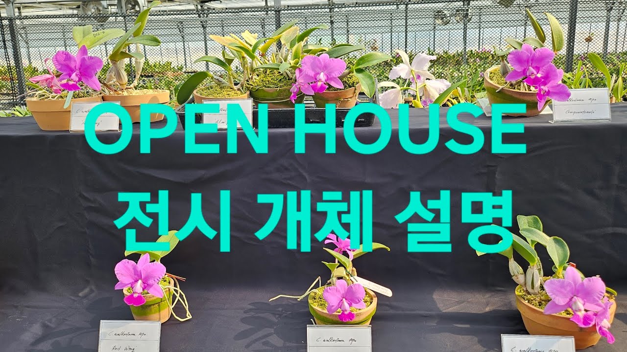 오픈 하우스 전시 개체 설명 #화성난농원 #카틀레야 #Cattleya #orchid 