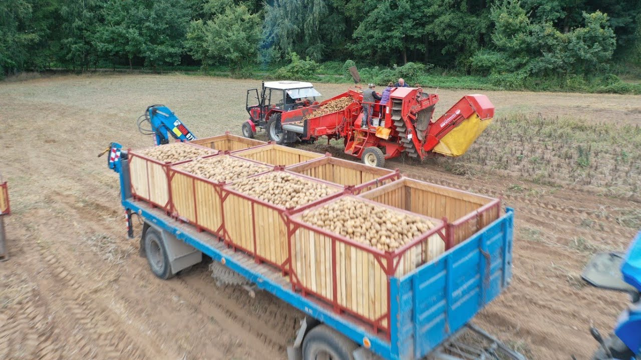 GRIMME LK650//SKLIZEŇ BRAMBOR//POTATO HARVEST//ZETOR//NEW HOLLAND