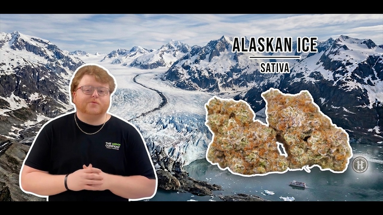 Alaskan Ice Strain Review: Will This Strain Freeze You in Your Tracks? Maybe not, Watch to See Why!