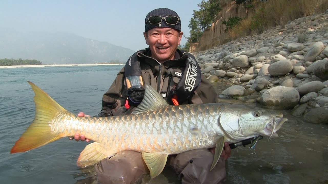 #366 【 Part2】金の鱗を纏う気高きマハシール～ネパールの秘境に神の魚を追う～