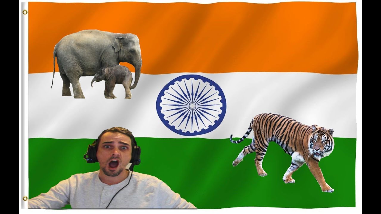 Australian Reacts to Animals in India 