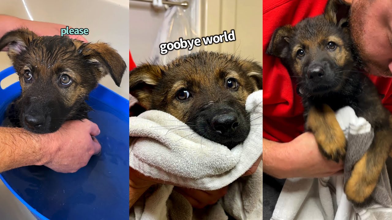 GERMAN SHEPHERD PUPPY'S FIRST BATH