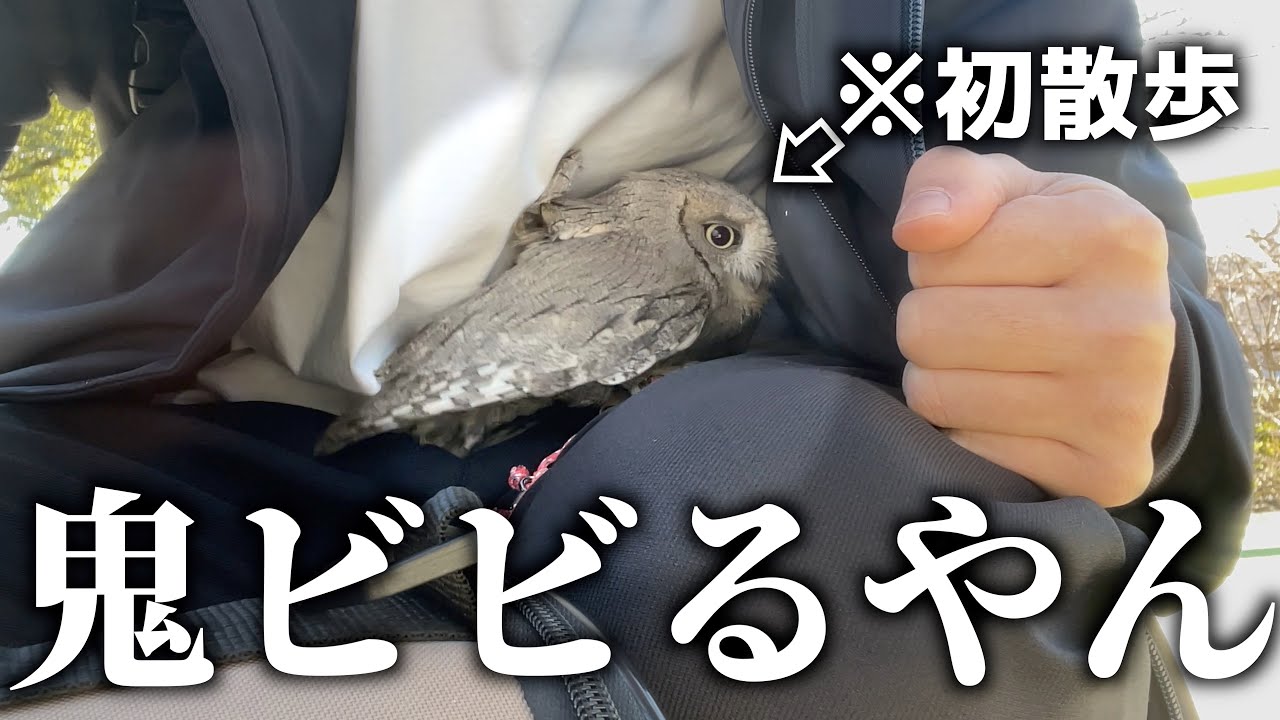 初めての散歩に連れて行ったら、ビビりすぎて引きこもっちゃいました…