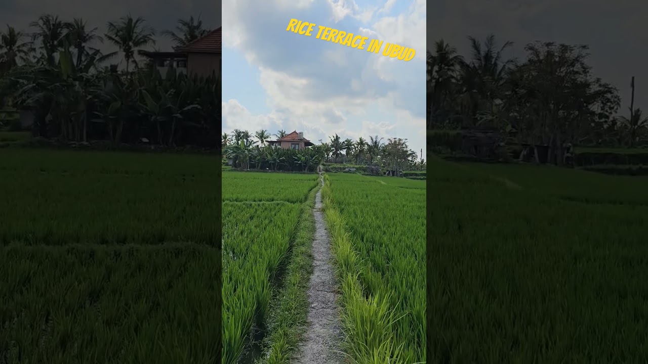 #riceterrace #ubud #bali #indonesia #nice #views #reels #niceplace #samsunggalaxy #views #lovebali