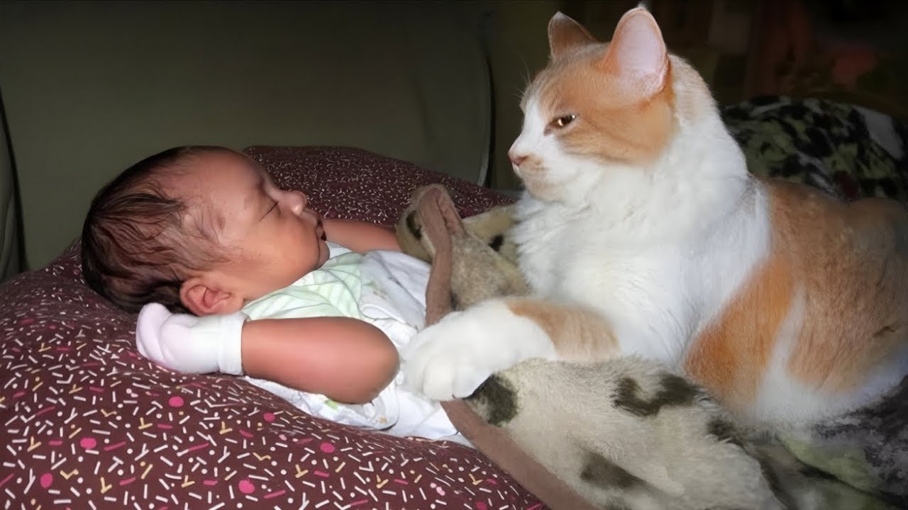 S’il n’y avait pas eu de caméra, vous ne croiriez pas ce que ce chat a fait au bébé