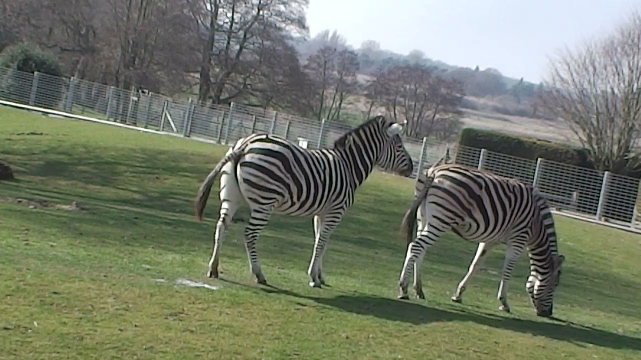 #zebra