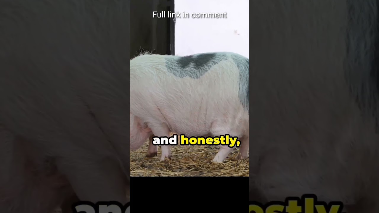 what kind of pig is this 