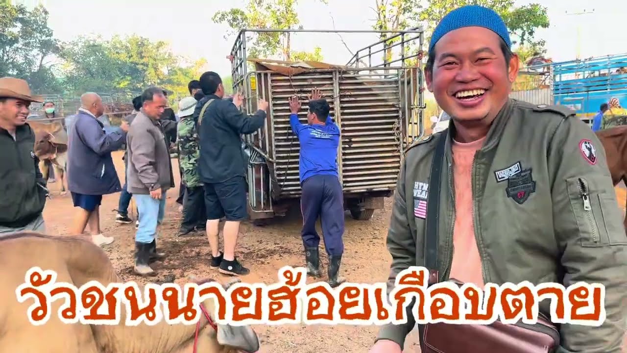 ชมบรรยากาศตลาดนัดโคกระบือวัวชนนายฮ้อย