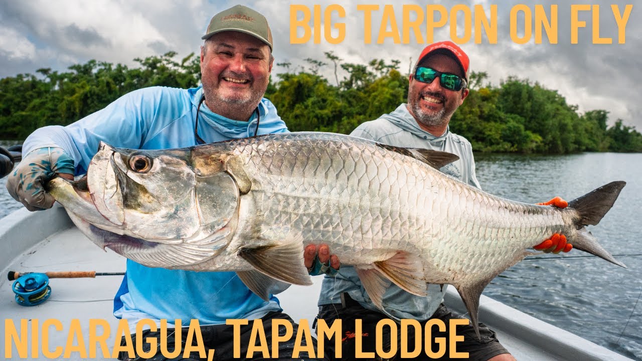 Tarpon on fly rod, epic day in Tapam Lodge, Nicaragua