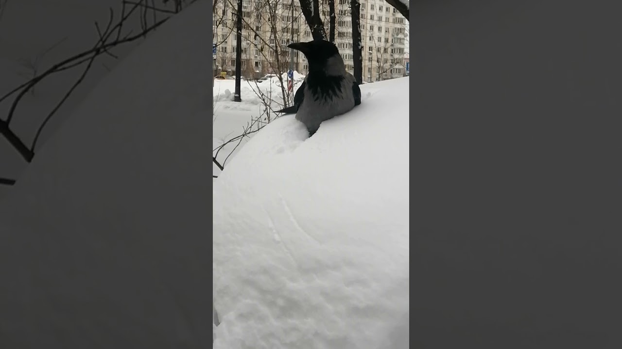 Полежать минутку на машине #вороны / Cars are comfy #crow