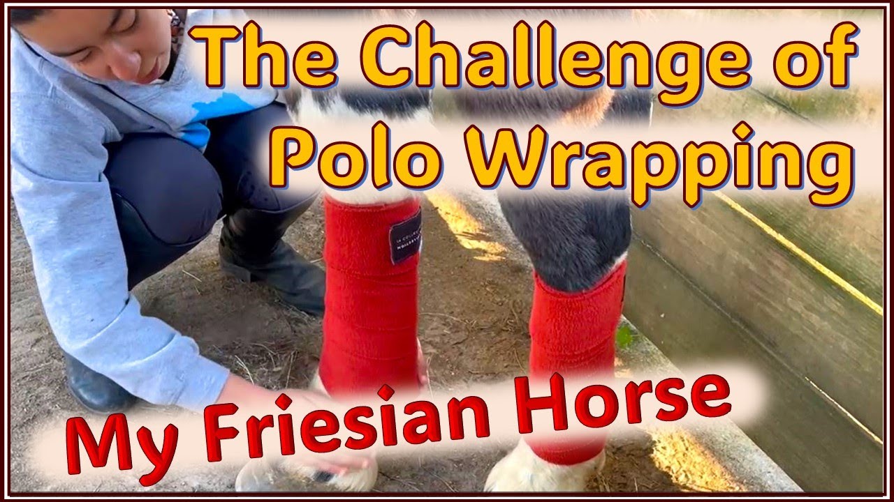 Friesian Horse Polo Wrapping Challenge!!!