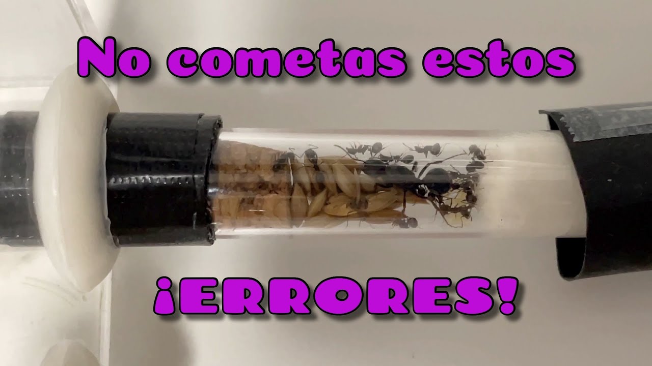 ¡No cometas este ERROR cuando recibas tu colonia! ❌ | Messor Structor