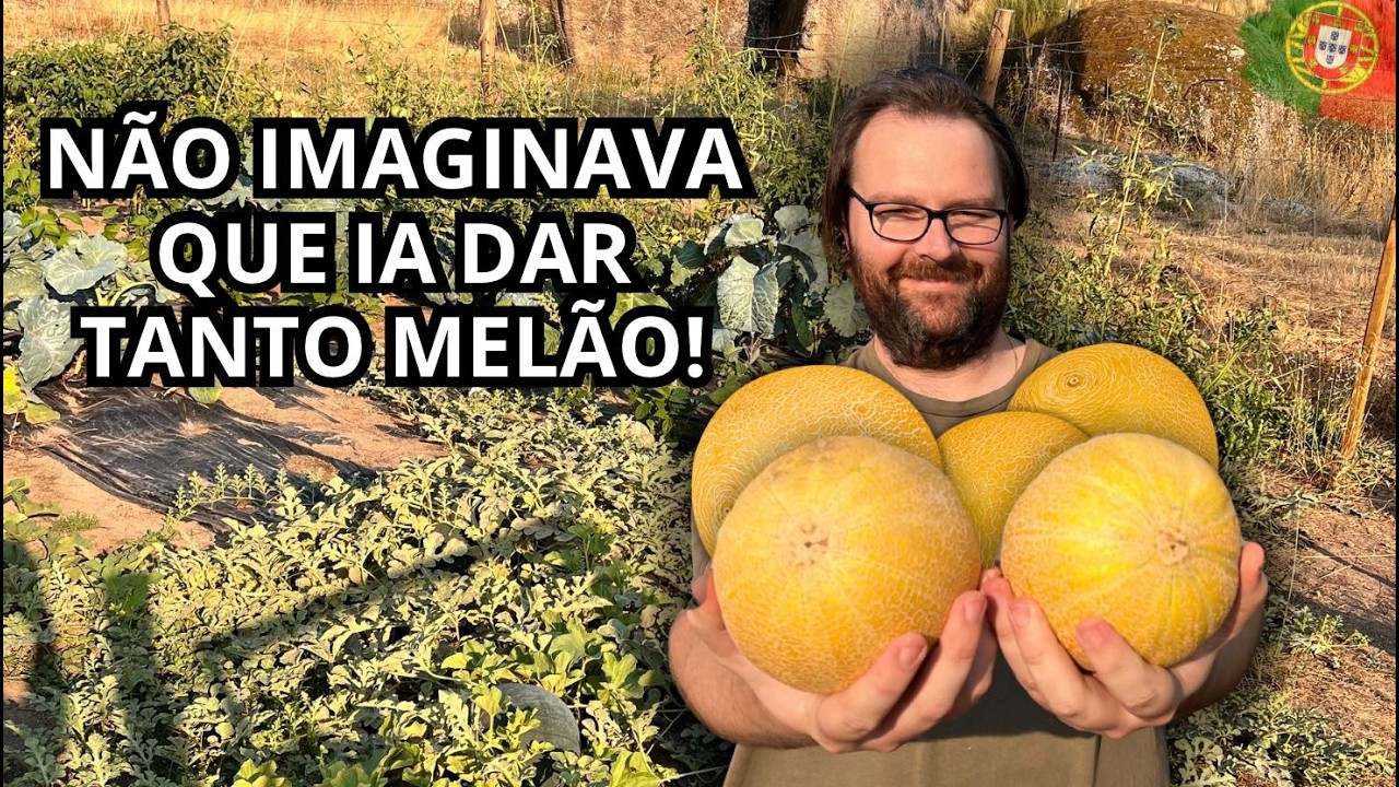 Colhemos os Primeiros Melões e Temos uma Selva de Tomates
