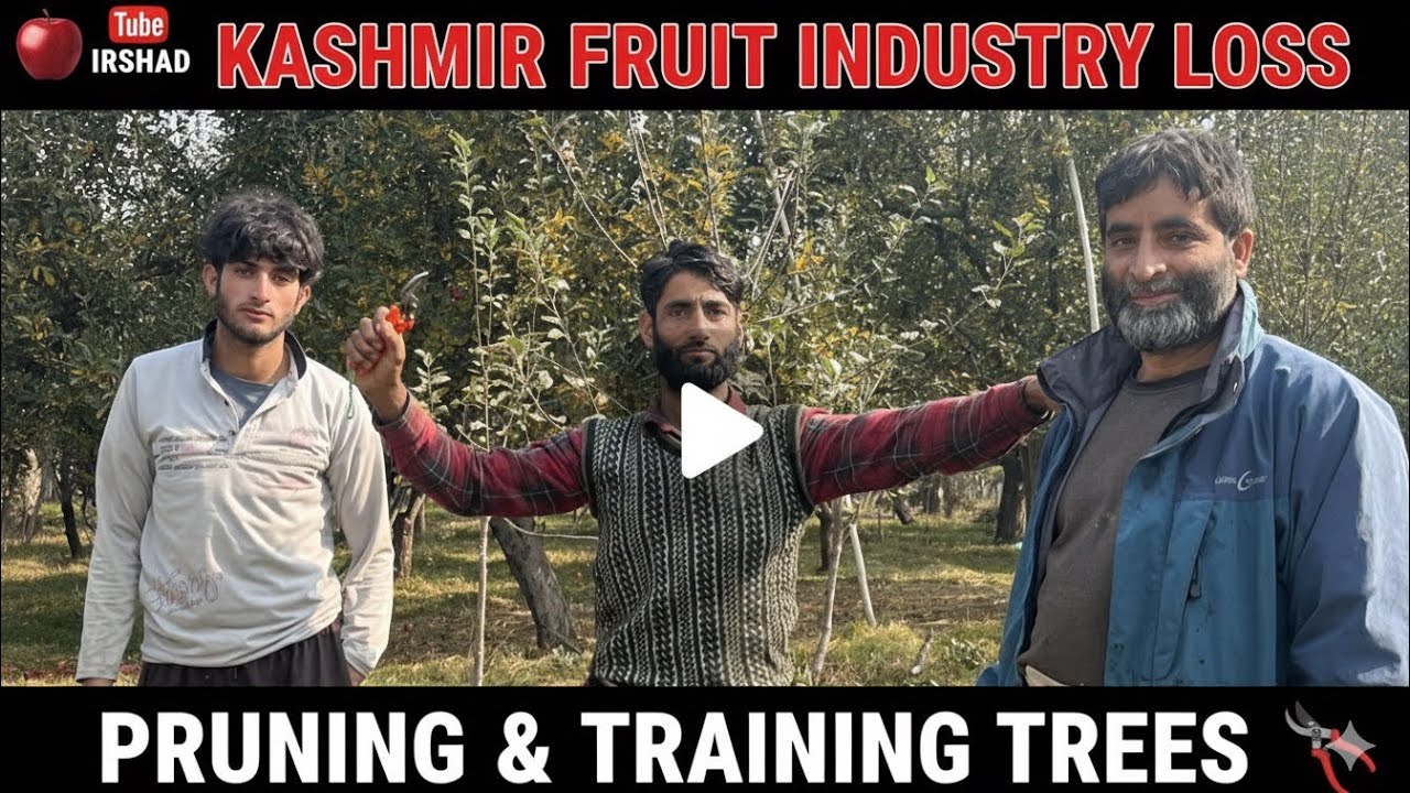 Training newly planted tree// pruning // Kashmir fruit industry