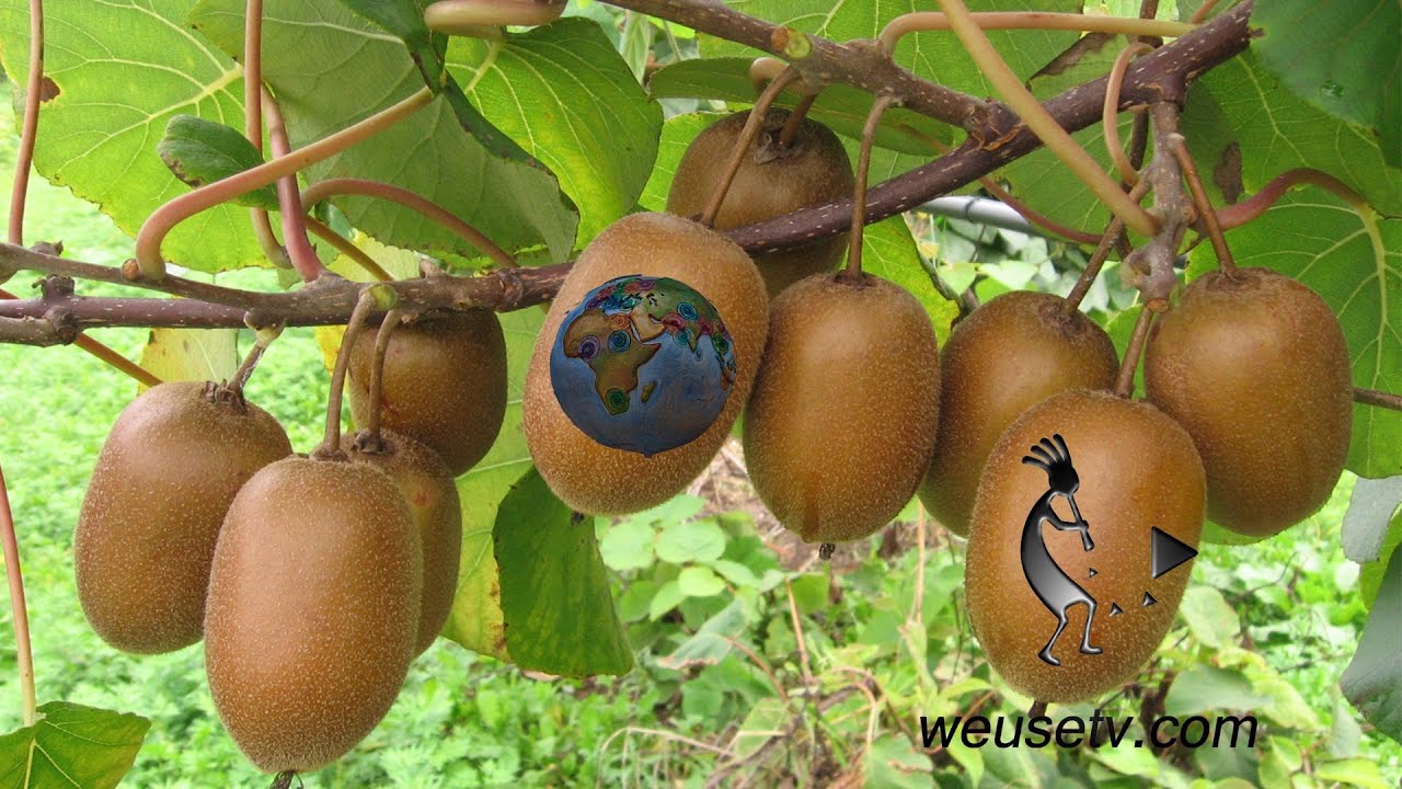 Botanica e giardinaggio - Potatura del kiwi (Lorenzo Bonino) - Potaura di produzione dell'actinidia