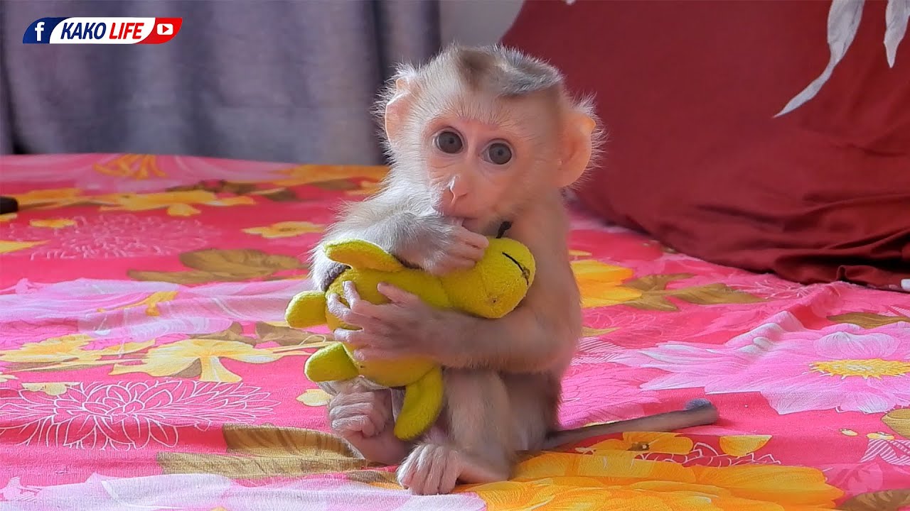 Cute Newborn Valen Sitting Hug Turtle Toy