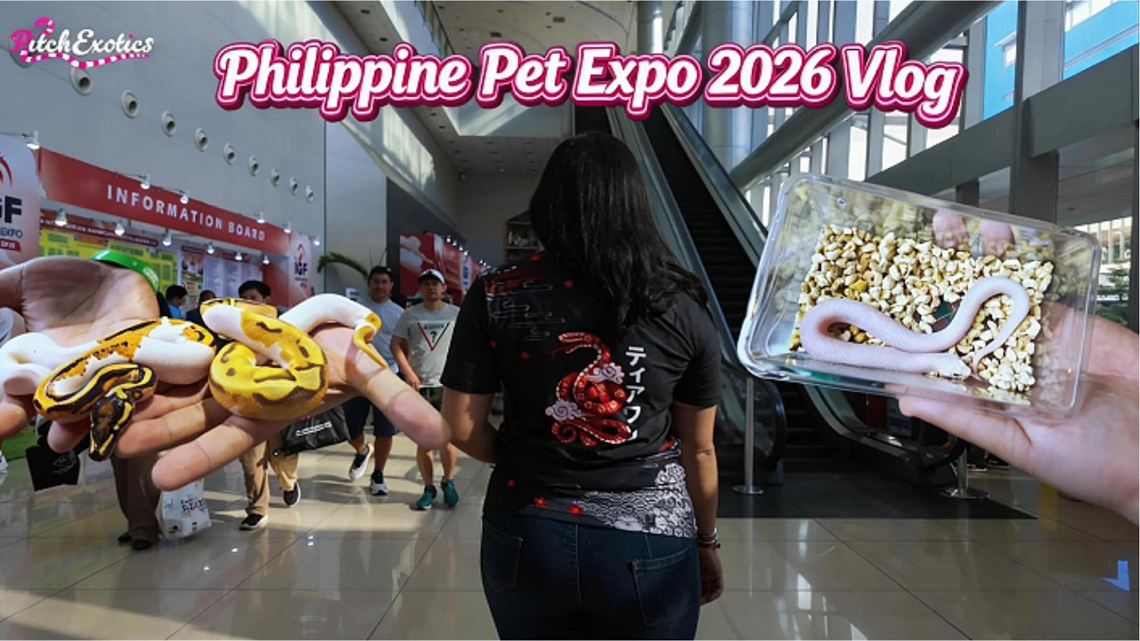 Exploring Philippine Pet Expo 2026 | Q&A with Breeders & Vendors | Beginner Guide & Price Reveal