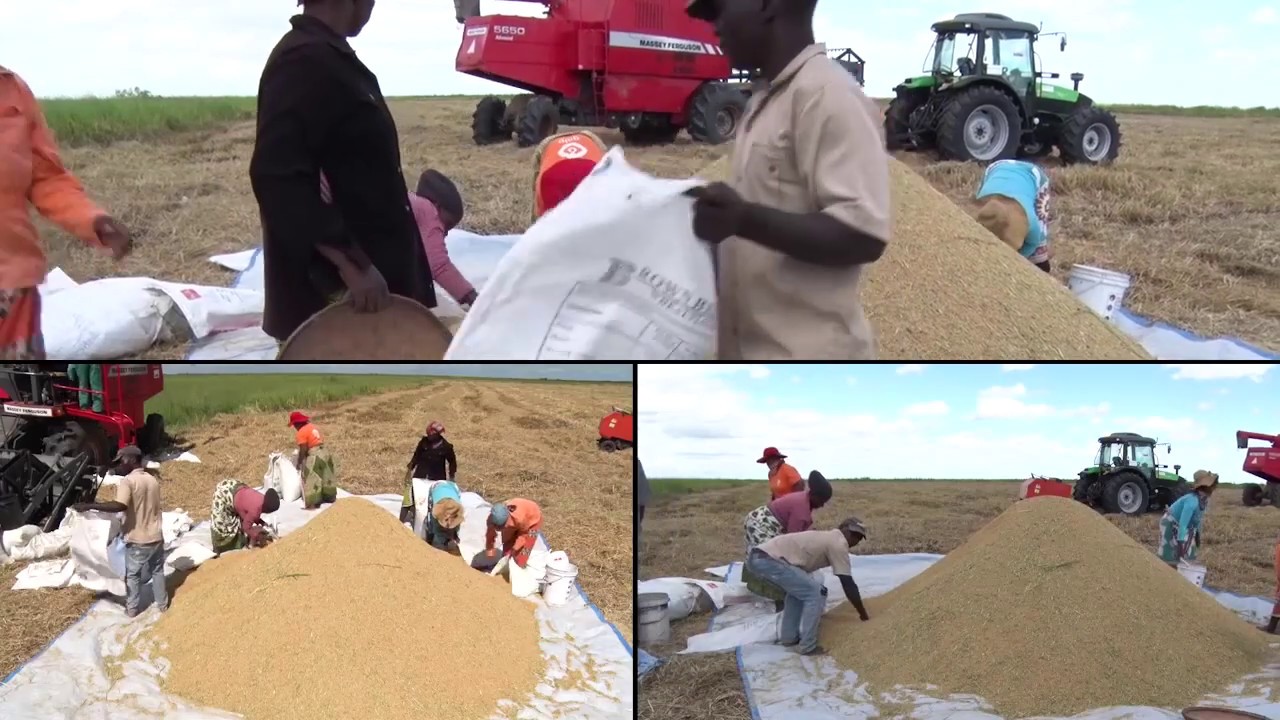 Produção de arroz em Moçambique