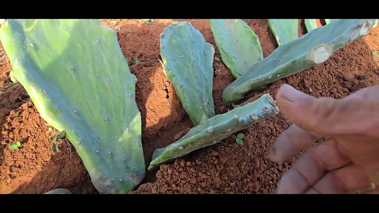 COMO PLANTAR PALMAS CALIFÓRNIAS