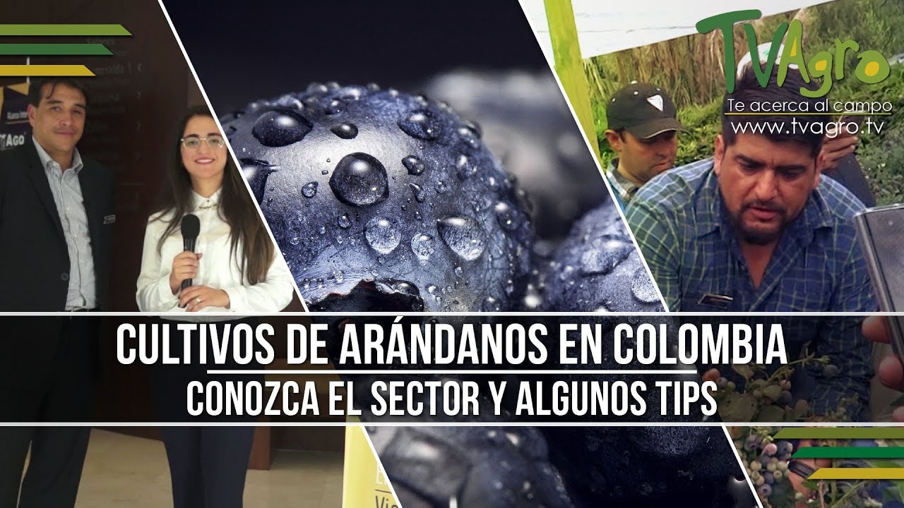 Cultivos de Arándanos en Colombia: Conozca el Sector y algunos Tips- TvAgro por Juan Gonzalo Angel