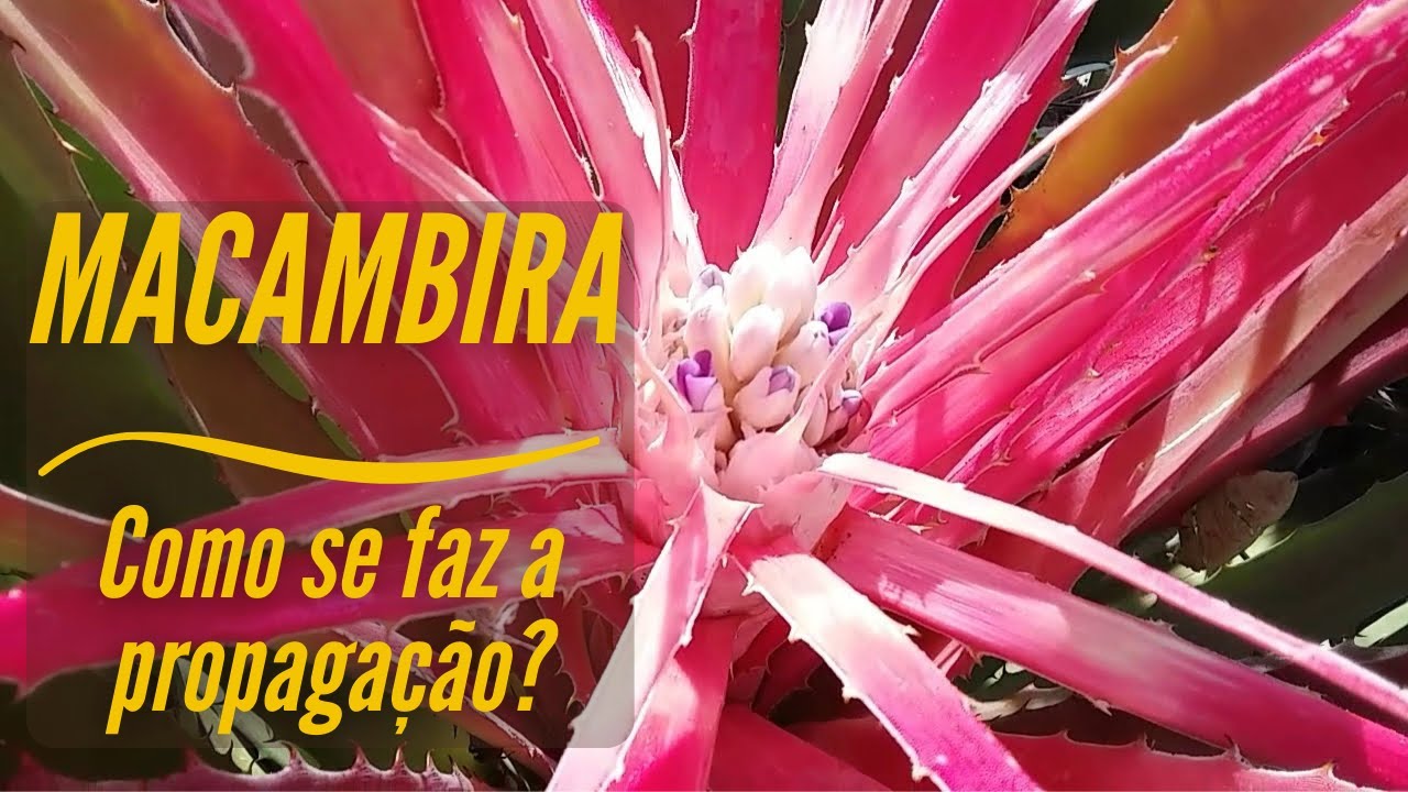 Como fazer a propaga&ccedil;&atilde;o da Macambira/Cerca viva/SAF no Semi&aacute;rido/SAF Santa F&eacute;