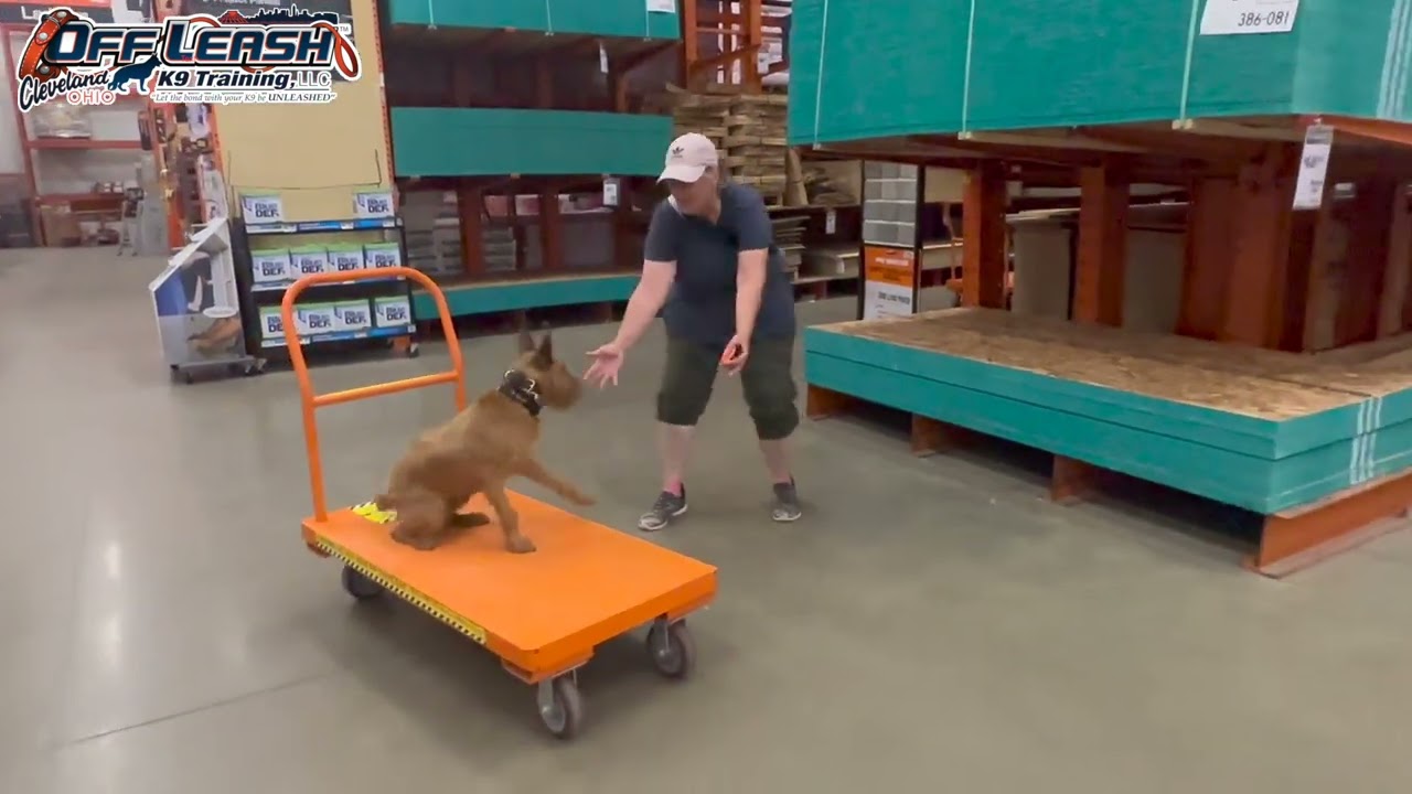 Chase | 1 Year Old Irish Terrier | Best Dog Trainer Cleveland, Ohio |