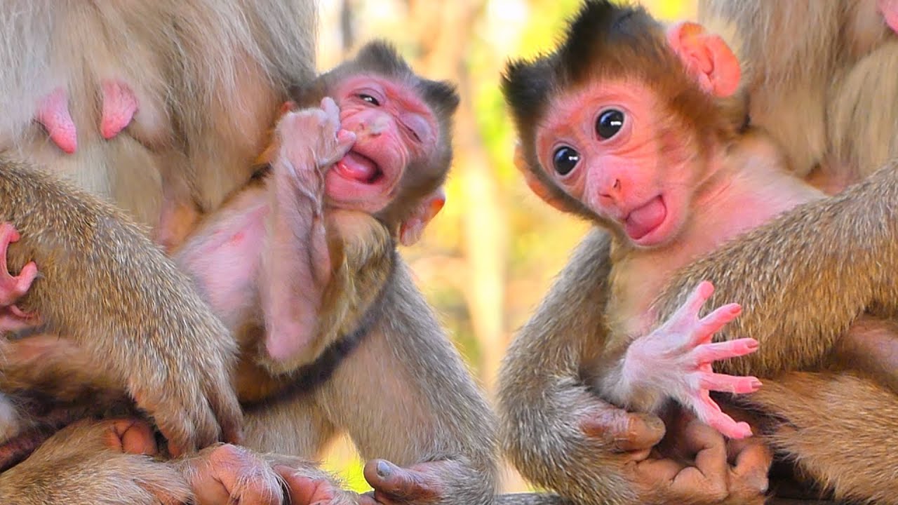 Curious Baby MOKATE Tries to Walk While Mama Watches Closely 🐒💛.