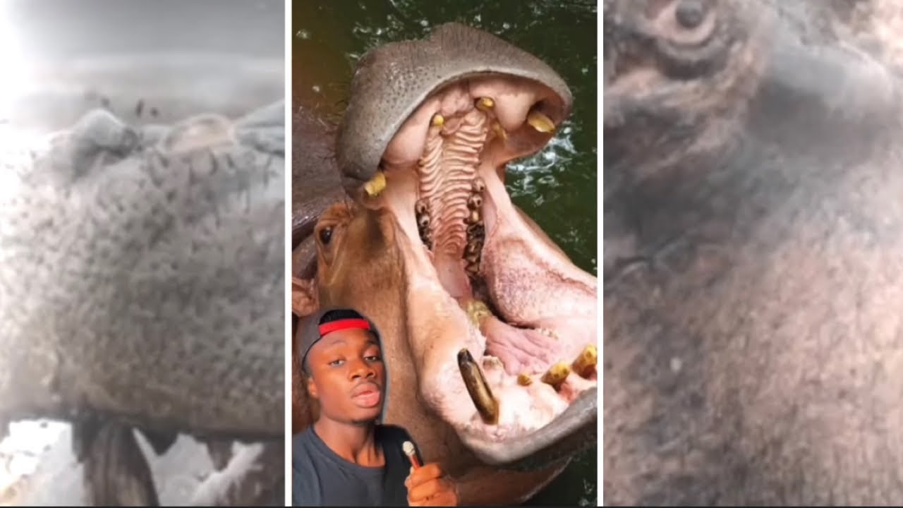 God Sent Hippos to Punish Humanity (and other stuff for 8 minutes)