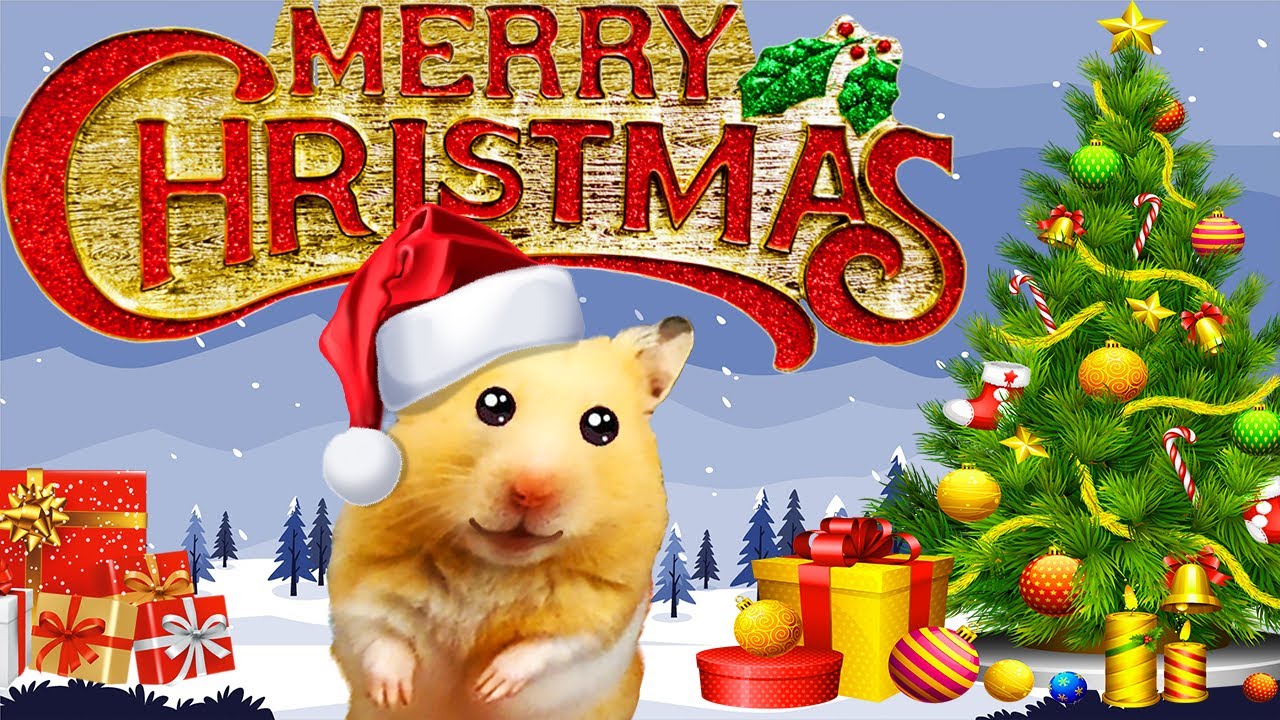Hamster Snowy Christmas Maze Adventure 🎄 Present themed obstacle course