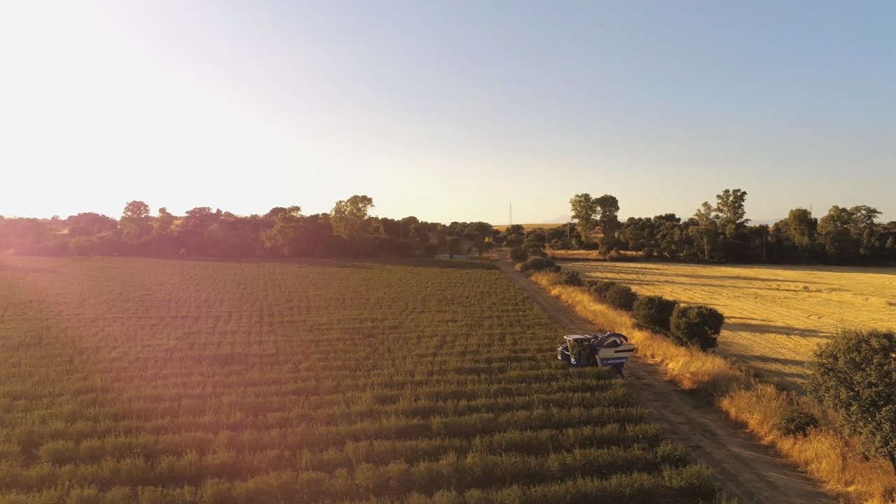 Recogida de la almendra en cultivo superintensivo de Agromillora y Sociedad de Gestión