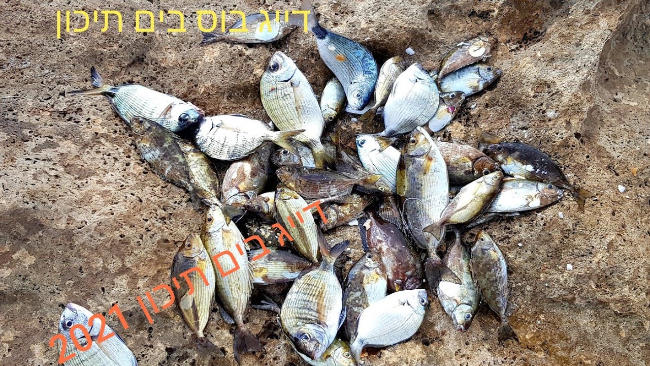 דייג בטס בים תיכון.ערסים, סרגוסים,יון אגדה