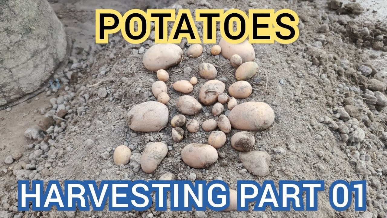 Potatoes Harvesting Part 01 | Vegetables Harvesting at Terrace garden 🏡| #potato #vegetables | 
