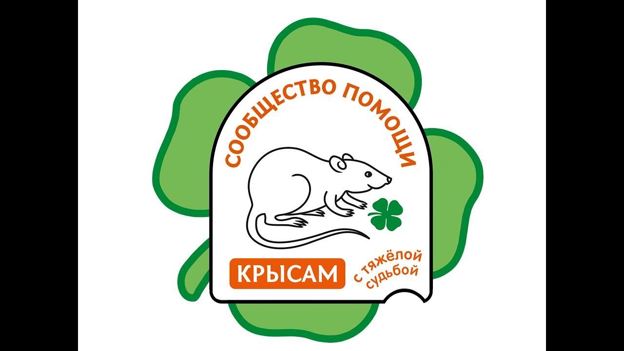Крысы. Содержание и уход.